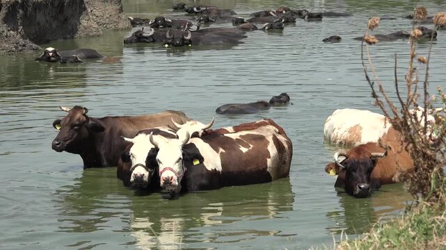 Caws in Water, Buffalos Sunbathing in River, Domestically Animal Bathing, Cooling in Stream