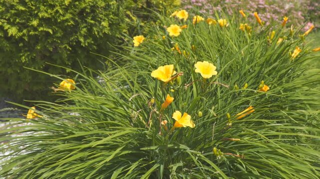 Yellow flowers hybrid daylily Stella de oro in the Garden