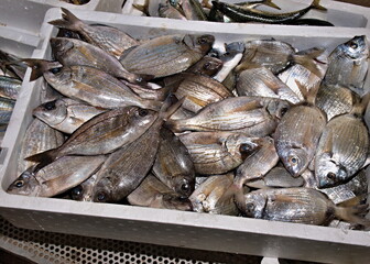 Fresh fish selling at a seafood market stall