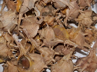 Murex snails arranged in a close-up for culinary preparation