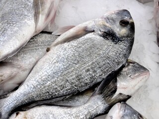 Fresh sea bream fish displaying on crushed ice