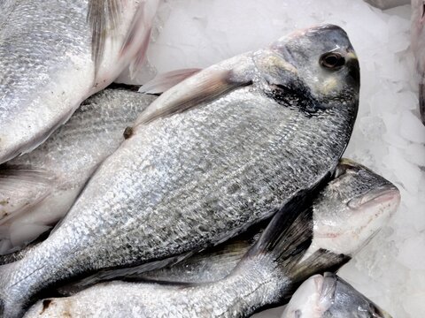 Fresh sea bream fish displaying on crushed ice