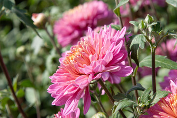 Pink summer flower. Fresh pink Dahlia flower head. Pink chrysanthemum blooming. Blossoming dalias flower close up for background, post, screensaver, wallpaper, postcard, banner, cover, website