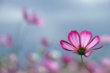 Fototapeta premium ピンクの透き通るようなコスモスの花びら