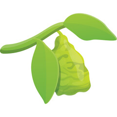 Green Pear Fruit Hanging From Branch With Leaves Isolated On White Background Healthy Food Organic Produce