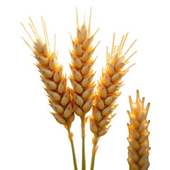 Close-up macro view of ripe golden wheat ears ready for harvest agricultural food ingredient isolated on transparent background
