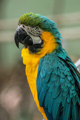 Portrait d'un Ara Ararauna