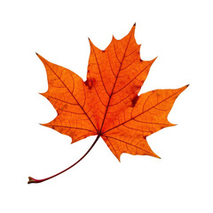 Obraz premium Vibrant orange maple leaf with detailed veins isolated for autumn themes isolated on transparent background