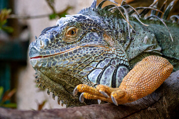 portrait d'un iguane vert