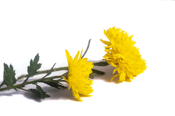 chrysanthemum flower on a long stem on a white background is insulated