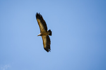 Close-up of Griffon vulture (Eurasion griffon, Gyps fulvus) in overhead flight, blue sky
