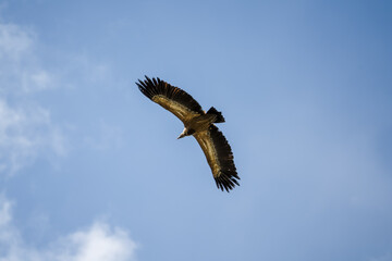 Close-up of Griffon vulture (Eurasion griffon, Gyps fulvus) in overhead flight, blue sky