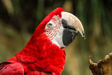 Ara chloroptère qui mange
