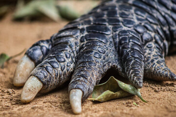 Patte d'un Alligator du mississipi