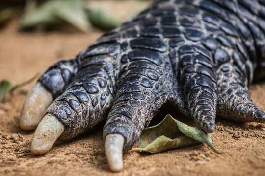 Patte d'un Alligator du mississipi