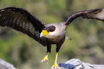 Caracara Huppé en marche