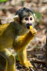 Saïmiri qui mange
