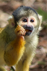 Saïmiri qui mange