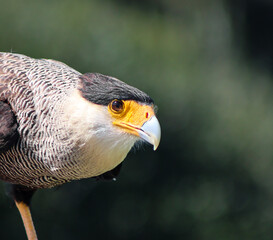 Le regard du Caracara Huppé