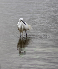 Aigrette Garzette à la pêche
