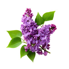 Purple lilac flowers with green leaves png floral png botanical png plant png spring png blossom png fragrance png garden png violet png nature png transparent background image