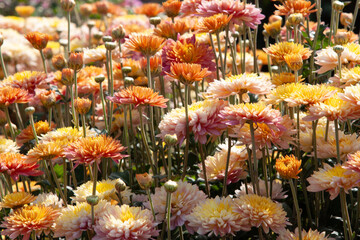 Vibrant bunch of orange and creamy yellow chrysanthemums with fluffy petals. Perfect for floral arrangements, autumn-themed designs, background, post, screensaver, wallpaper, postcard, banner, cover