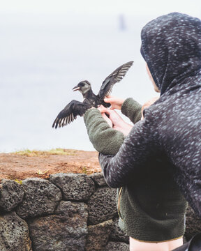 View of a dark bird takes flight from gentle hands against a soft coastal backdrop, a moment of delicate freedom, Westman Islands, Vestmannaeyjabaer, Iceland.