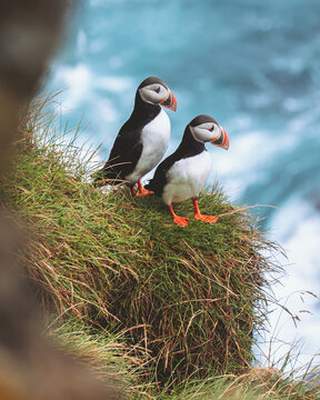 View of two Atlantic puffins perched on a grassy cliff edge overlooking the turbulent turquoise sea, a vibrant contrast of life and landscape, Westman Islands, Vestmannaeyjabaer, Iceland.