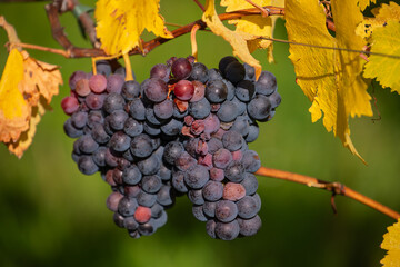 Reife Weintrauben im herbstlichen Weinberg am Kappelberg in Fellbach
