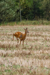 Wild roe deer running across harvested field near forest edge autumn. Roe deer in motion on stubble field, side view, natural daylight, rural landscape, concept of freedom, wildlife, countryside