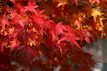 紅葉　楓