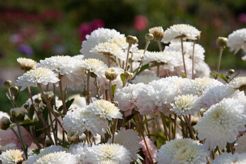 White flowers. Vibrant bunch of white chrysanthemums with fluffy petals. Close-up of a cluster of white chrysanthemums in full bloom for autumn-themed designs, background, wallpaper, postcard, banner