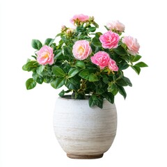 Beautiful pink roses in a decorative ceramic pot with lush green leaves, perfect for home decor and enhancing indoor garden aesthetics