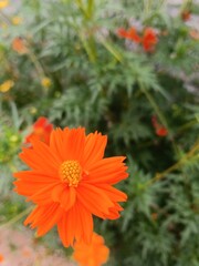 Solar Petals: A Burst of Orange in Bloom