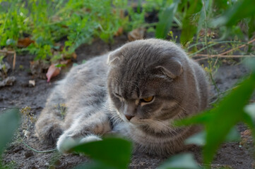 A gray striped lop-eared cat is lying in the garden.