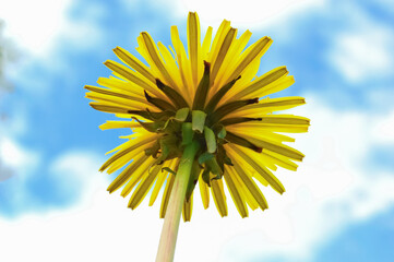 A blossoming dandelion against the sky