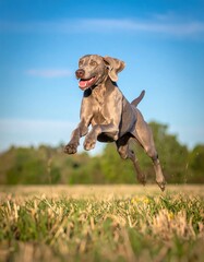 Joyful canine leaps through a field on a bright sunny day