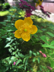 Bright yellow St John's wort flower blooming in a lush green garden in daytime sunlight