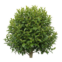 Mature Camellia Sinensis (Tea Plant): Dense Foliage and Harvest-Ready Leaves