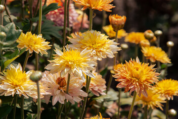 Orange flowers. Beautiful orange Chrysanthemum. Colorful vibrant bunch of orange with yellow chrysanthemums with fluffy petals for background, post, screensaver, wallpaper, postcard, banner, cover