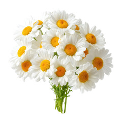 Bunch of white chamomiles png flowers png bouquet png daisy png floral png spring png botanical png garden png nature png transparent background image