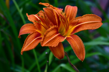 Flower orange Lily growing in the garden. Hemerocallis fulva, orange Daylily. Floral bakground.