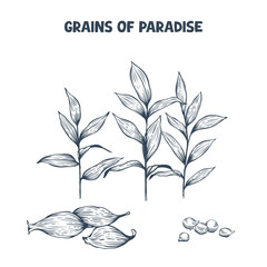 Handdrawn grains of paradise (alligator pepper) plant with pods. Vector illustration in engraving style
