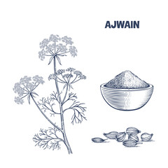 Handdrawn  botanical vector illustration  of ajwain plant and seeds in engraving style
