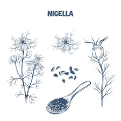 Hand drawn botanical illustration of Nigella seeds , flower and plant in engraving style
