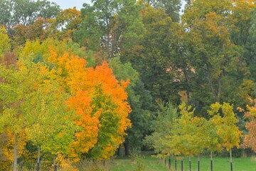 View of colorful autumn trees. Golden autumn leaves on a tree. Concept of fall and approaching winter. Shallow depth of field. Macro image, close-up.