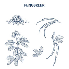 Handdrawn grains of fenugreek  plant and pods. Vector illustration in engraving style
