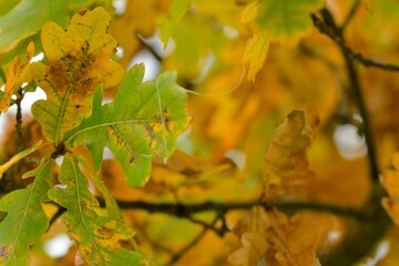 View of autumn leaves on a tree. Golden autumn foliage on a tree. Concept of autumn and coming winter. Shallow depth of field. Macro image, close-up.