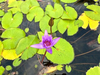 water lily in the pond