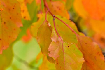View of fall-colored leaves on a tree. Fall colors on trees. Fall colors on foliage. Macro image, close-up. Concept of fall colors and the coming winter.